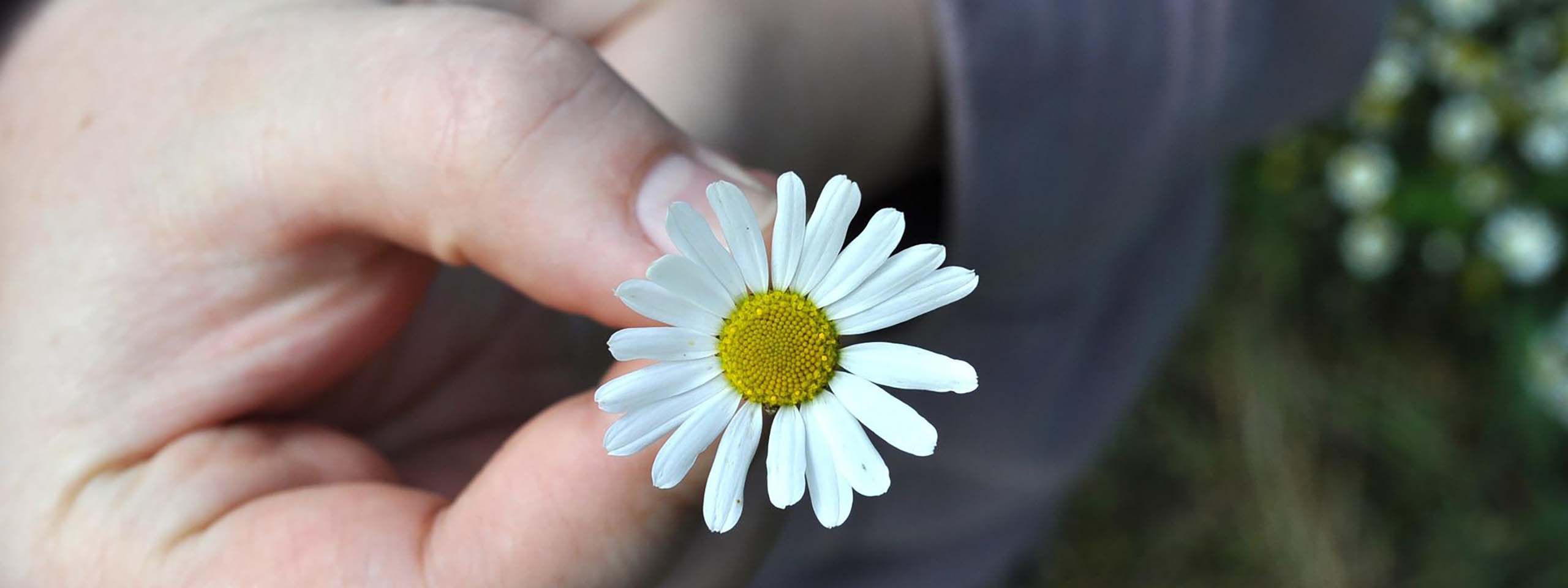 Egy kéz mutatja a Százszorszép virágot a kapcsolathoz